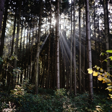 Wald um Bad Wurzach